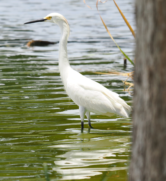 Ready to ruffle some feathers? This snowy egret knows the secret to a cool summer: stay by the water and keep your style effortlessly elegant. Ready to ruffle some feathers? This snowy egret knows the secret to a cool summer: stay by the water and keep your style effortlessly elegant.