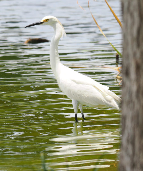 Guess who’s turning heads at the pond runway? This Snowy Egret knows how to strut its stuff—nature’s model in feathers, fishing with effortless flair. Guess who’s turning heads at the pond runway? This Snowy Egret knows how to strut its stuff—nature’s model in feathers, fishing with effortless flair.
