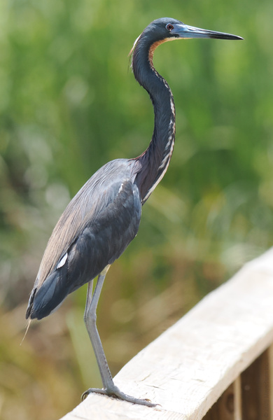 Caught you birdwatching! Even the tricolored heron knows the boardwalk is the hottest spot to strut your stuff this season. Caught you birdwatching! Even the tricolored heron knows the boardwalk is the hottest spot to strut your stuff this season.