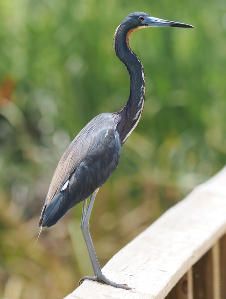 Ready for your runway moment? This tricolored heron just redefined "casual chic"—long legs, sleek feathers, and zero effort. Nature’s style icon has entered the chat! Ready for your runway moment? This tricolored heron just redefined "casual chic"—long legs, sleek feathers, and zero effort. Nature’s style icon has entered the chat!