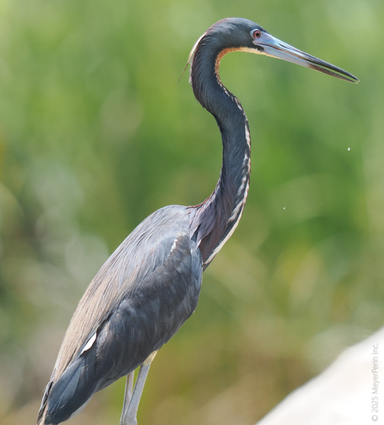When you’ve mastered the art of standing tall, every day is runway ready. This tricolored heron knows how to turn a still moment into a striking pose. When you’ve mastered the art of standing tall, every day is runway ready. This tricolored heron knows how to turn a still moment into a striking pose.
