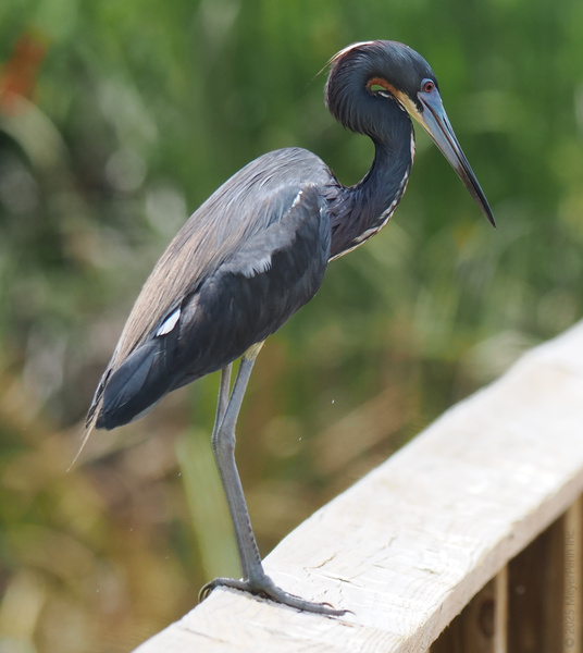 Ready for a runway strut? This Tricolored Heron brings elegance to every boardwalk—proof that nature always wears it best. Ready for a runway strut? This Tricolored Heron brings elegance to every boardwalk—proof that nature always wears it best.