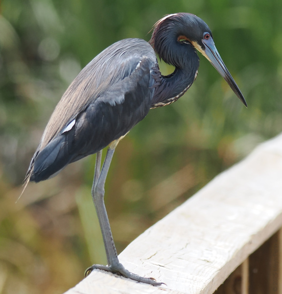 Looking for style tips? This Tricolored Heron rocks sleek feathers and a sharp gaze—nature’s runway model scouting its next big catch. Looking for style tips? This Tricolored Heron rocks sleek feathers and a sharp gaze—nature’s runway model scouting its next big catch.