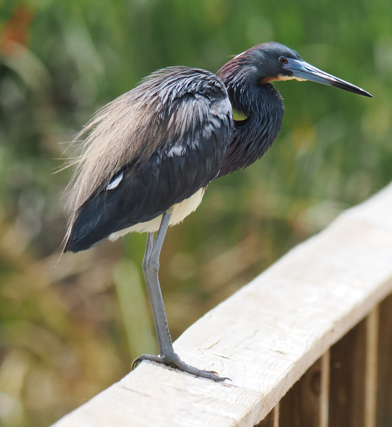 Ready for my close-up! This Tricolored Heron proves that good posture and even better feathers never go out of style—watch and learn, fashionistas. Ready for my close-up! This Tricolored Heron proves that good posture and even better feathers never go out of style—watch and learn, fashionistas.