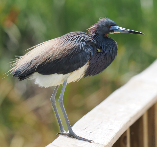 Ready for my close-up! This tricolored heron is serving major runway energy—proving birdwatching is always in fashion. Ready for my close-up! This tricolored heron is serving major runway energy—proving birdwatching is always in fashion.