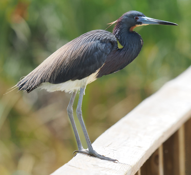 Ever seen a Tricolored Heron strike a pose? This bird’s got legs for days and patience you can only dream of. Whoever said fashion is just for humans hasn’t met this guy! Ever seen a Tricolored Heron strike a pose? This bird’s got legs for days and patience you can only dream of. Whoever said fashion is just for humans hasn’t met this guy!