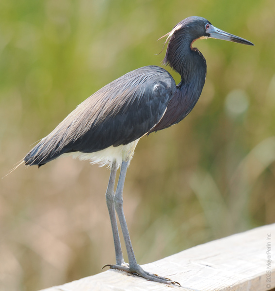 Spotted: this Tricolored Heron serving serious runway vibes. Proof that great style is always in season—no feathers ruffled. Spotted: this Tricolored Heron serving serious runway vibes. Proof that great style is always in season—no feathers ruffled.