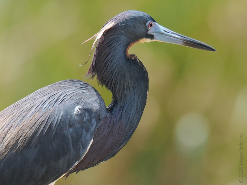 Strike a pose—this Tricolored Heron is serving up serious elegance. Nature’s fashion week just found its new runway star! Strike a pose—this Tricolored Heron is serving up serious elegance. Nature’s fashion week just found its new runway star!