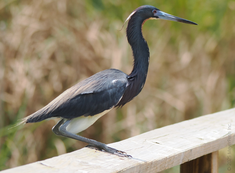 Warning: runway model ahead! The tricolored heron knows how to work those angles and steal the spotlight—nature’s own fashion icon, right here on the boardwalk. Warning: runway model ahead! The tricolored heron knows how to work those angles and steal the spotlight—nature’s own fashion icon, right here on the boardwalk.