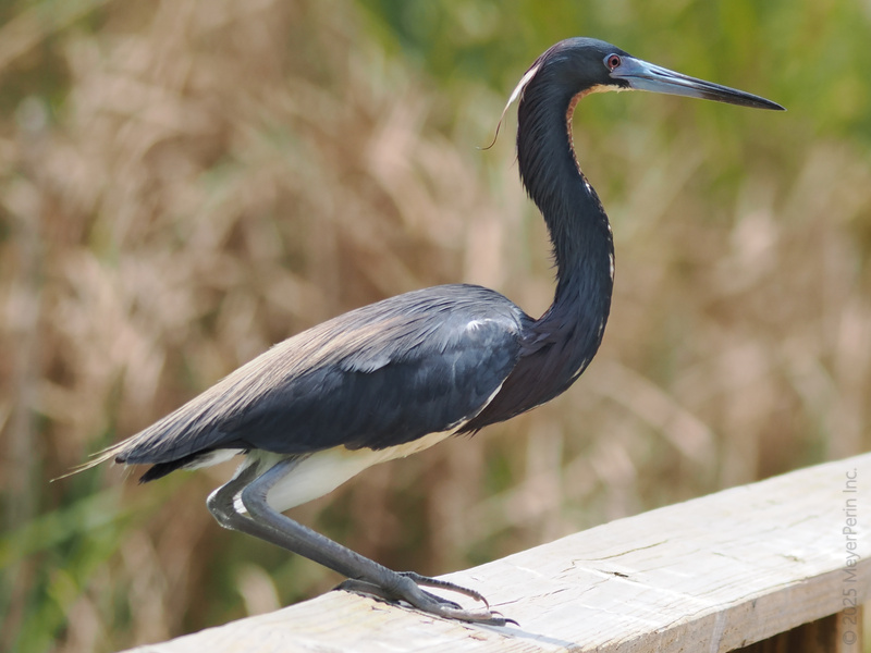 Stop scrolling! This Tricolored Heron just showed us how to work a runway with those elegant feathers and a profile that demands attention. Nature’s model, ready for its close-up! Stop scrolling! This Tricolored Heron just showed us how to work a runway with those elegant feathers and a profile that demands attention. Nature’s model, ready for its close-up!