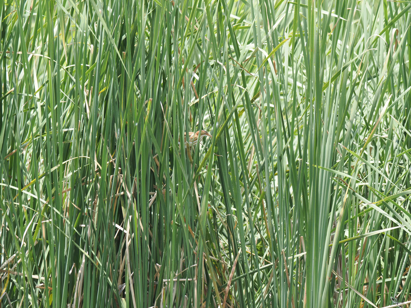 Think you’re good at hide and seek? This heron just raised the bar. Spotting wildlife is half the fun—if you can find it! Think you’re good at hide and seek? This heron just raised the bar. Spotting wildlife is half the fun—if you can find it!