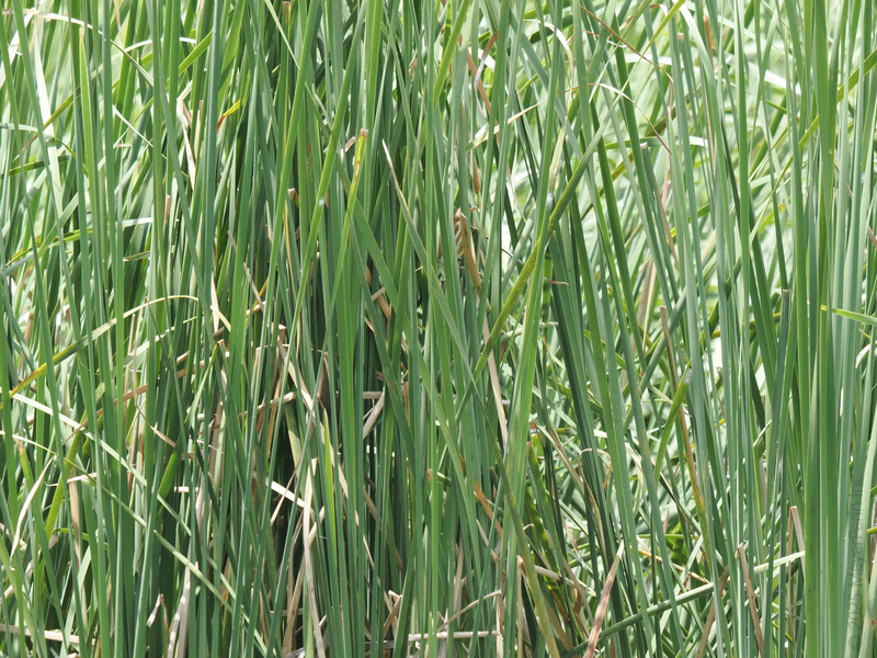 Blink and you’ll miss it! Somewhere in this jungle of green, a grasshopper has mastered the art of hide-and-seek—nature’s champion of camouflage in plain sight. Blink and you’ll miss it! Somewhere in this jungle of green, a grasshopper has mastered the art of hide-and-seek—nature’s champion of camouflage in plain sight.