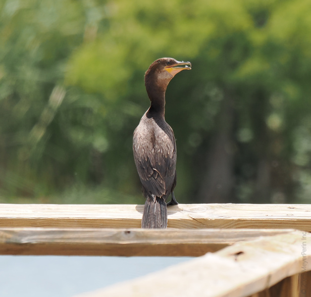 Ready for a glow-up? This cormorant proves that sunbathing isn’t just for humans—sometimes a little vitamin D makes you look like a feathered superstar. Ready for a glow-up? This cormorant proves that sunbathing isn’t just for humans—sometimes a little vitamin D makes you look like a feathered superstar.