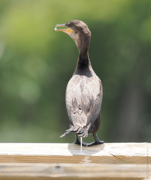 Caught in the act: this cormorant clearly believes in leaving a mark wherever it goes. Just another day in the wild when nature calls—no apologies given! Caught in the act: this cormorant clearly believes in leaving a mark wherever it goes. Just another day in the wild when nature calls—no apologies given!