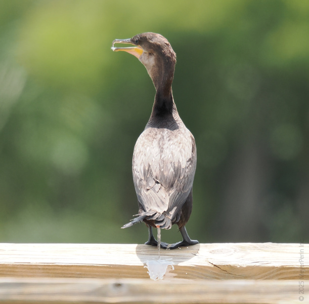 Caught in the act! This cormorant knows how to make an exit—leaving its mark and not looking back.