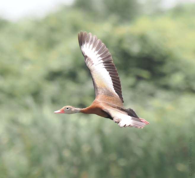 Feeling grounded? Watch this black-bellied whistling duck wing it with effortless style—reminding us that sometimes, you just have to take flight and trust your instincts! Feeling grounded? Watch this black-bellied whistling duck wing it with effortless style—reminding us that sometimes, you just have to take flight and trust your instincts!