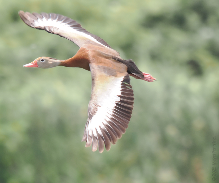 Ready for takeoff? This black-bellied whistling duck proves that Mondays are better when you wing it—soar into your next adventure with a little extra flair! Ready for takeoff? This black-bellied whistling duck proves that Mondays are better when you wing it—soar into your next adventure with a little extra flair!