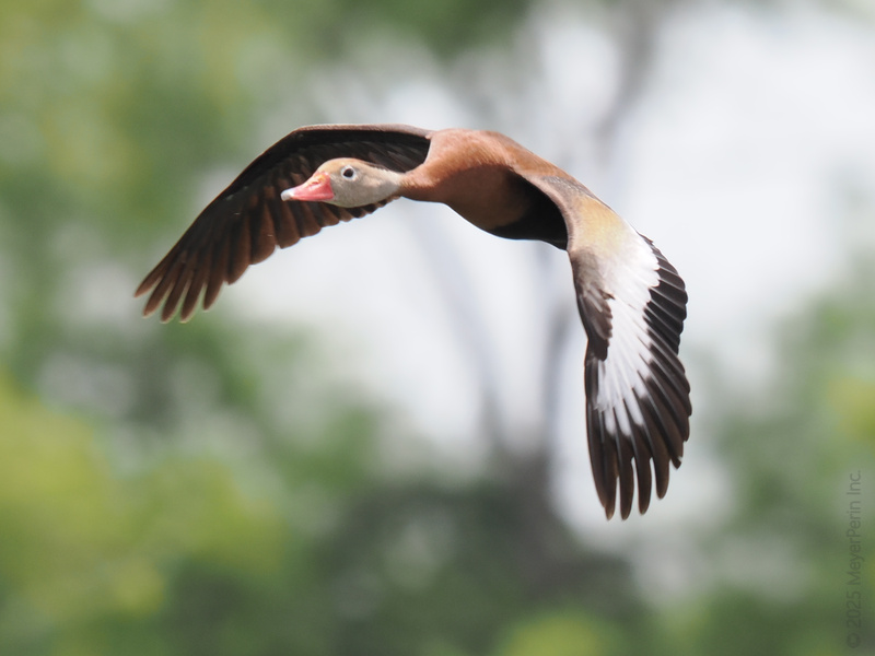 Caught mid-soar! This black-bellied whistling duck proves that life’s better when you wing it—especially with style. Caught mid-soar! This black-bellied whistling duck proves that life’s better when you wing it—especially with style.