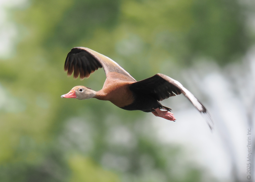 Ready for takeoff? This black-bellied whistling duck proves that life’s a breeze when you spread your wings and go wherever the wind calls. Ready for takeoff? This black-bellied whistling duck proves that life’s a breeze when you spread your wings and go wherever the wind calls.