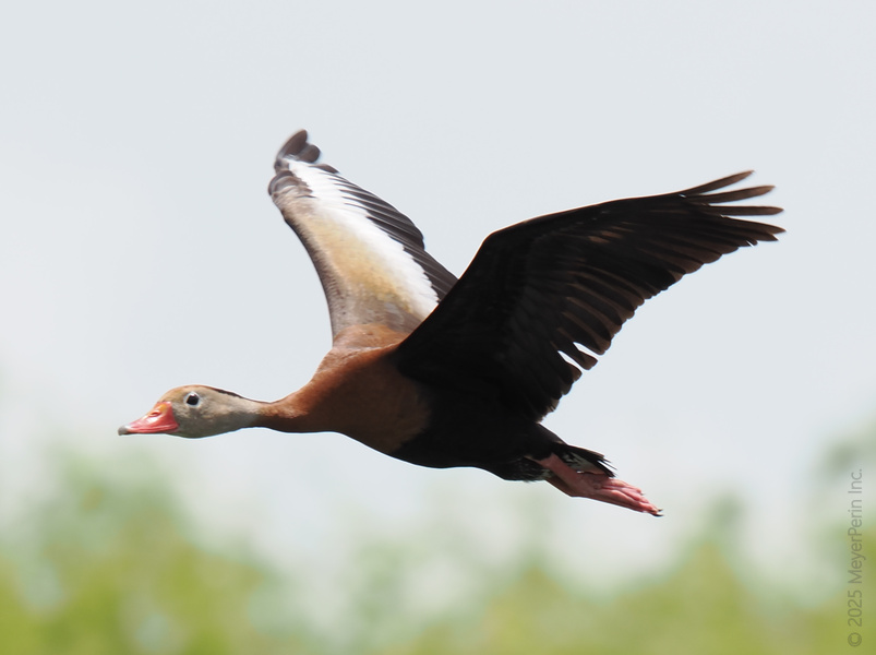 Ready for takeoff? This Black-bellied Whistling Duck doesn't just wing it—he soars through life with style and a splash of color. Who else is flying high today? Ready for takeoff? This Black-bellied Whistling Duck doesn't just wing it—he soars through life with style and a splash of color. Who else is flying high today?