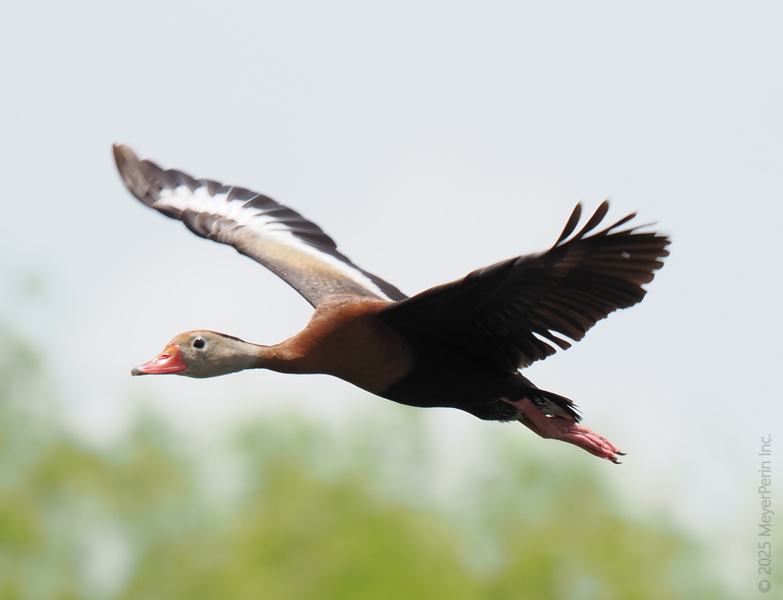 Ready for takeoff? This Black-bellied Whistling Duck proves that sometimes you just have to wing it and enjoy the journey—no map required. Ready for takeoff? This Black-bellied Whistling Duck proves that sometimes you just have to wing it and enjoy the journey—no map required.