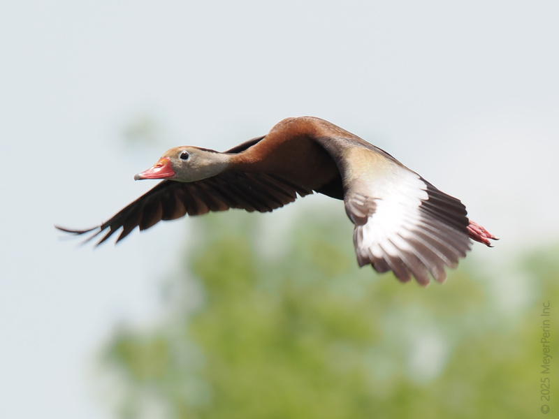 Ready for takeoff? This Black-bellied Whistling Duck is gliding past rush hour like a boss—proof that sometimes, the best route is the one with wings. Ready for takeoff? This Black-bellied Whistling Duck is gliding past rush hour like a boss—proof that sometimes, the best route is the one with wings.