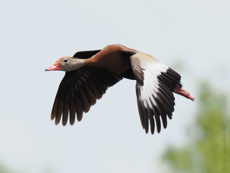Ready for takeoff? This black-bellied whistling duck proves the sky’s the limit when you spread your wings—time to glide into your next adventure! Ready for takeoff? This black-bellied whistling duck proves the sky’s the limit when you spread your wings—time to glide into your next adventure!