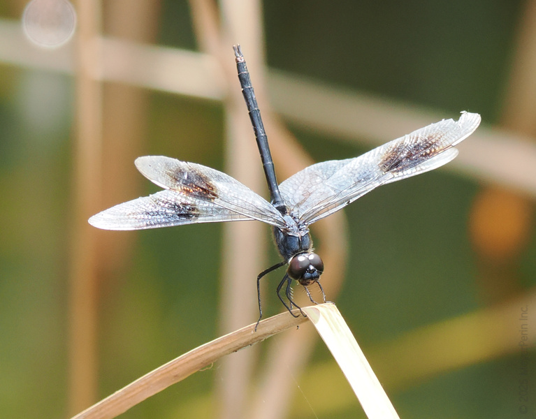 Catch me if you can! This dragonfly is the king of balance and style—proof that even nature knows how to strike a perfect pose. Catch me if you can! This dragonfly is the king of balance and style—proof that even nature knows how to strike a perfect pose.