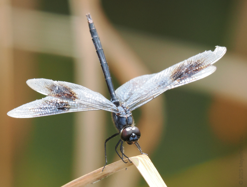 Ready for takeoff? This dragonfly isn’t just showing off its wingspan—it’s proving that nature always has the best accessories. Ready for takeoff? This dragonfly isn’t just showing off its wingspan—it’s proving that nature always has the best accessories.
