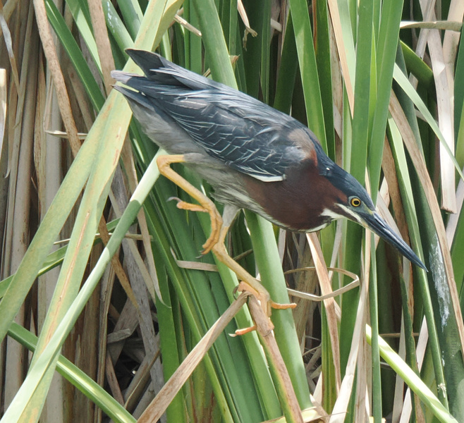 Ever seen a Green Heron walk the runway? This bird’s got balance, bold style, and a gaze sharper than your Monday morning coffee. Ever seen a Green Heron walk the runway? This bird’s got balance, bold style, and a gaze sharper than your Monday morning coffee.