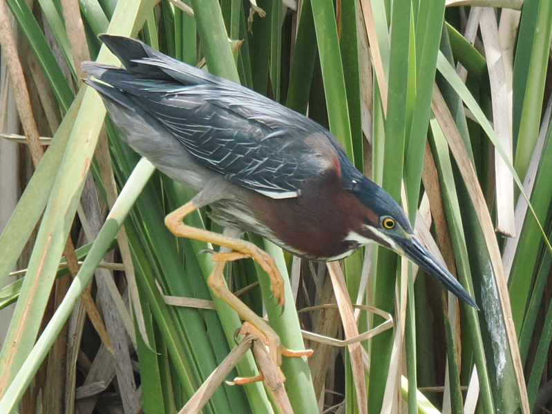 Ready, set, stealth mode! This Green Heron isn’t just blending in—it's showing us that the best way to stand out is sometimes to stand perfectly still. Ready, set, stealth mode! This Green Heron isn’t just blending in—it's showing us that the best way to stand out is sometimes to stand perfectly still.