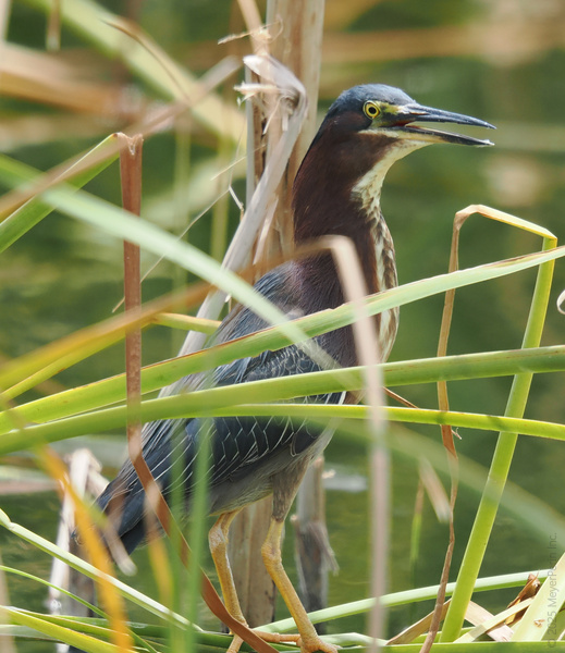 Who let the Green Heron out? This bird knows how to stand out in the reeds and steal the spotlight—who knew birdwatching could look this fierce? Who let the Green Heron out? This bird knows how to stand out in the reeds and steal the spotlight—who knew birdwatching could look this fierce?
