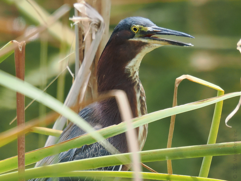 Spotted: a Green Heron giving us major hide-and-seek energy. Nature’s best-dressed hunter, blending in while always ready for its close-up. Spotted: a Green Heron giving us major hide-and-seek energy. Nature’s best-dressed hunter, blending in while always ready for its close-up.