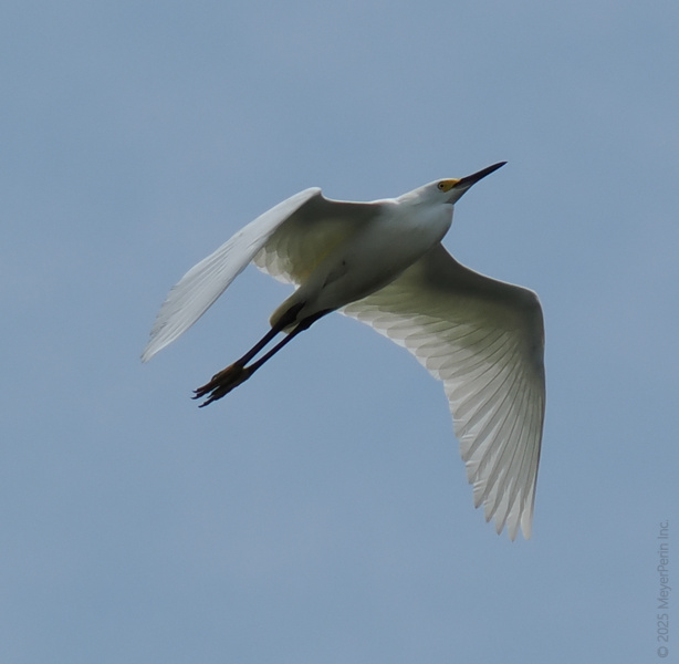 Winging it never looked so good! This snowy egret is proof that sometimes you just have to spread your wings and rise above the ordinary. Winging it never looked so good! This snowy egret is proof that sometimes you just have to spread your wings and rise above the ordinary.