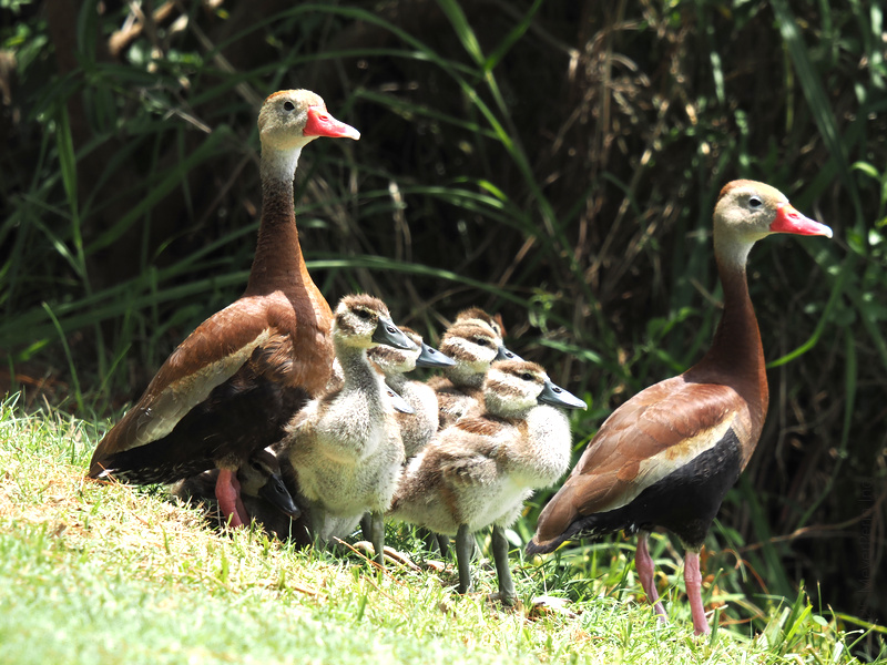 When you roll out with the whole squad—ducklings and all. These black-bellied whistling ducks know that family outings are best enjoyed in style! When you roll out with the whole squad—ducklings and all. These black-bellied whistling ducks know that family outings are best enjoyed in style!