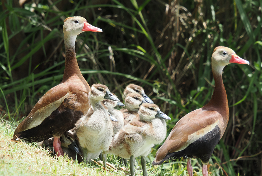 Move over, royal family—these Black-bellied whistling ducks and their fluffy ducklings are redefining squad goals. All together now: “Cheese!” Move over, royal family—these Black-bellied whistling ducks and their fluffy ducklings are redefining squad goals. All together now: “Cheese!”