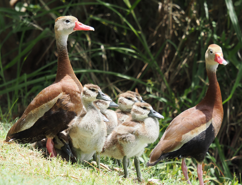 Who ordered the family-sized waddle? The black-bellied whistling duck crew knows how to stick together—because when you’ve got this much fluff, you travel in style. Who ordered the family-sized waddle? The black-bellied whistling duck crew knows how to stick together—because when you’ve got this much fluff, you travel in style.