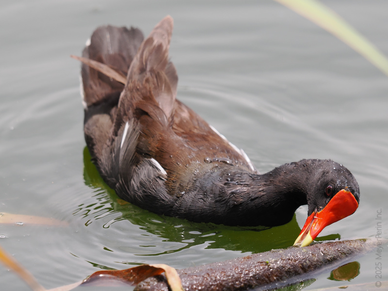 Ever seen a Common Gallinule go full gourmet? This beak means business—especially when there’s a tasty treat hiding under the lily pad! Ever seen a Common Gallinule go full gourmet? This beak means business—especially when there’s a tasty treat hiding under the lily pad!