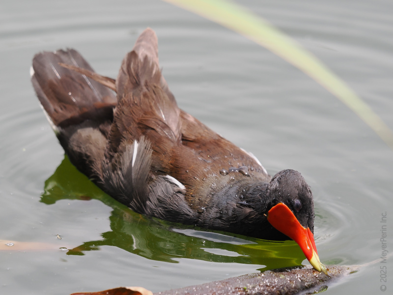 Looking for lunch or just perfecting the duck face? This moorhen knows how to make a splash while keeping it stylish with that bold beak. Looking for lunch or just perfecting the duck face? This moorhen knows how to make a splash while keeping it stylish with that bold beak.
