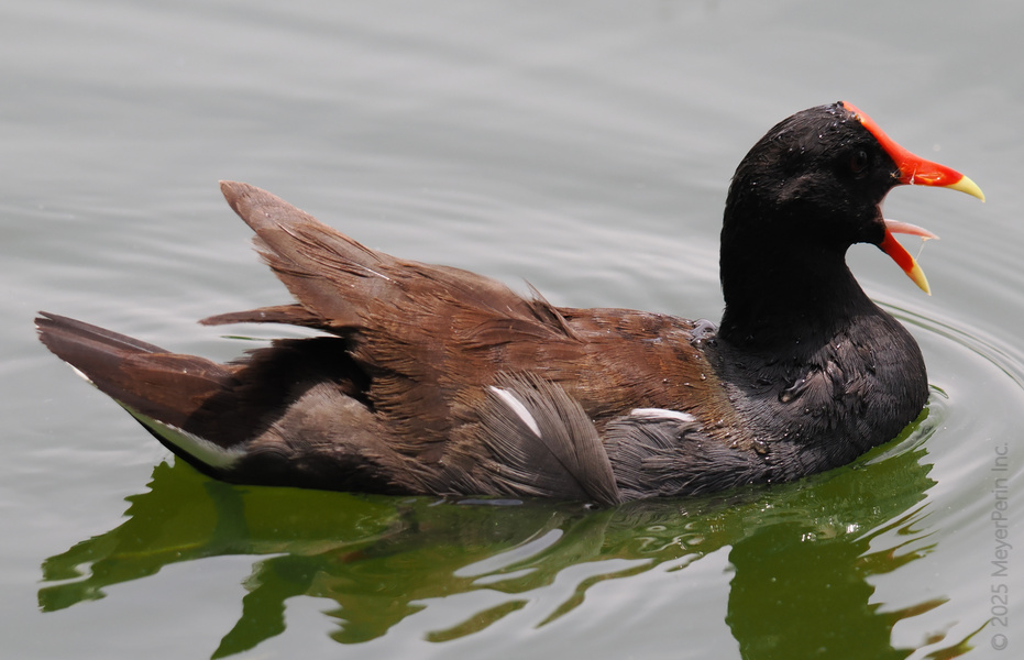 Why swim in silence when you can quack your own tune? This moorhen knows every pond is a stage—bring on the applause! Why swim in silence when you can quack your own tune? This moorhen knows every pond is a stage—bring on the applause!