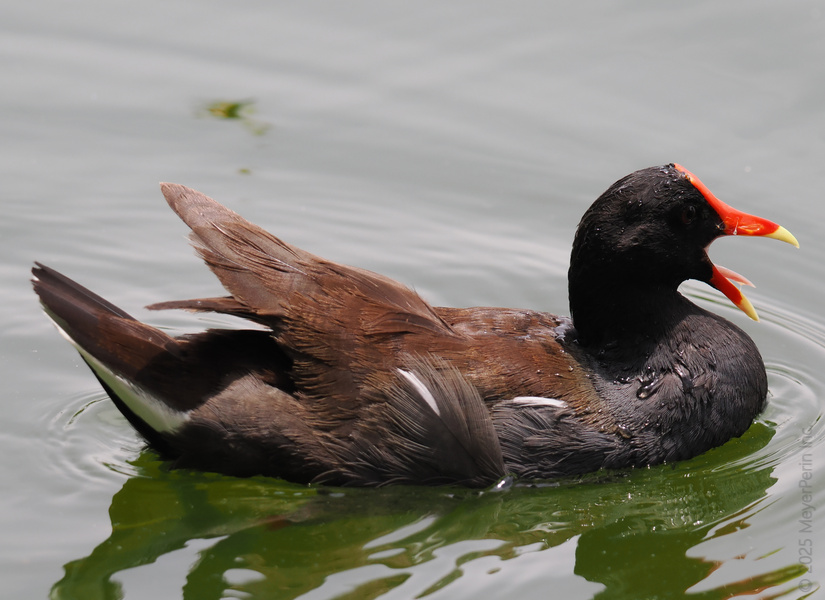 Making waves and taking names! This moorhen isn’t shy about showing off its style—because dramatic entrances are better with feathers and attitude. Making waves and taking names! This moorhen isn’t shy about showing off its style—because dramatic entrances are better with feathers and attitude.