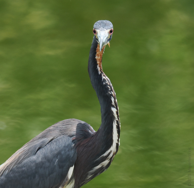 Did someone say runway ready? This Tricolored Heron is serving serious neck and feather game—nature’s supermodel, always dressed to impress. Did someone say runway ready? This Tricolored Heron is serving serious neck and feather game—nature’s supermodel, always dressed to impress.