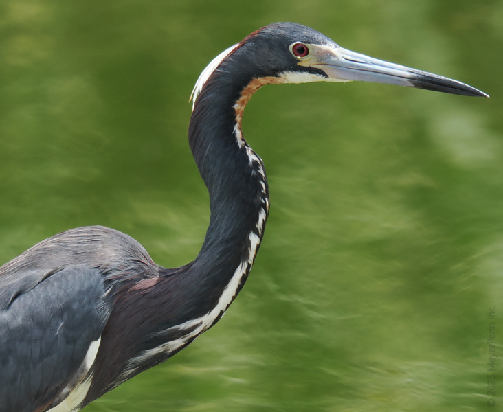 Did someone say runway ready? This tricolored heron nails every angle—proof that nature always has the best models. Did someone say runway ready? This tricolored heron nails every angle—proof that nature always has the best models.