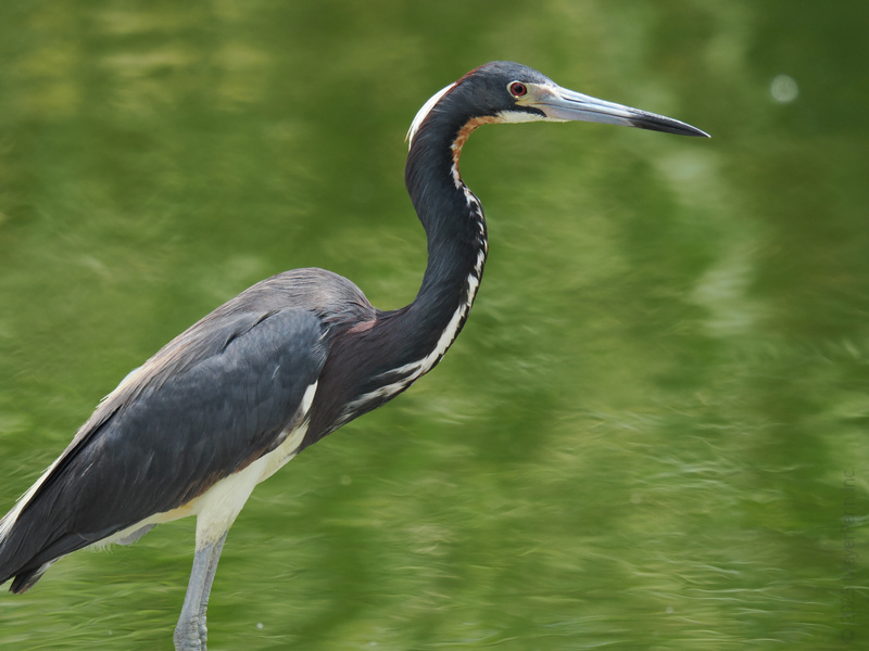Who needs a runway when you’ve got a pond? This Tricolored Heron is bringing elegance and attitude to the wetlands, one strut at a time. Who needs a runway when you’ve got a pond? This Tricolored Heron is bringing elegance and attitude to the wetlands, one strut at a time.
