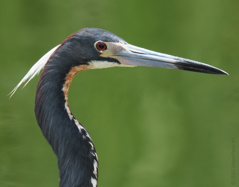 Ever seen elegance with a beak? Meet the Tricolored Heron—serving sleek looks and fishing skills that are nothing short of legendary.