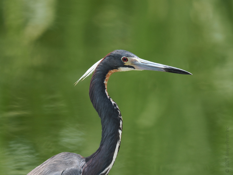 Heads up—this Tricolored Heron just redefined elegance. Who knew birdwatching could look this good?