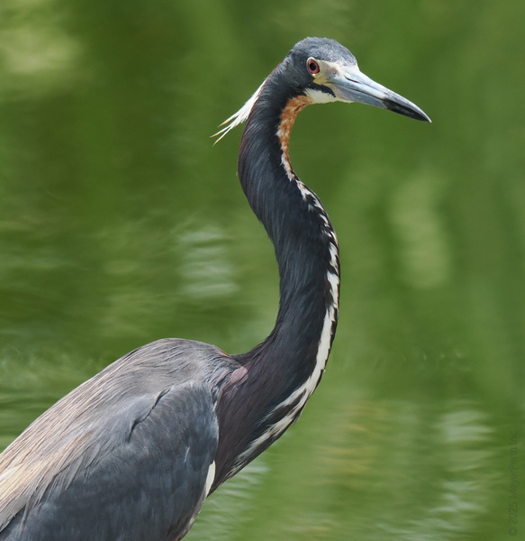 Did someone order elegance with a side of attitude? This Tricolored Heron is serving looks and fishing tips, straight from the runway to the riverbank. Did someone order elegance with a side of attitude? This Tricolored Heron is serving looks and fishing tips, straight from the runway to the riverbank.